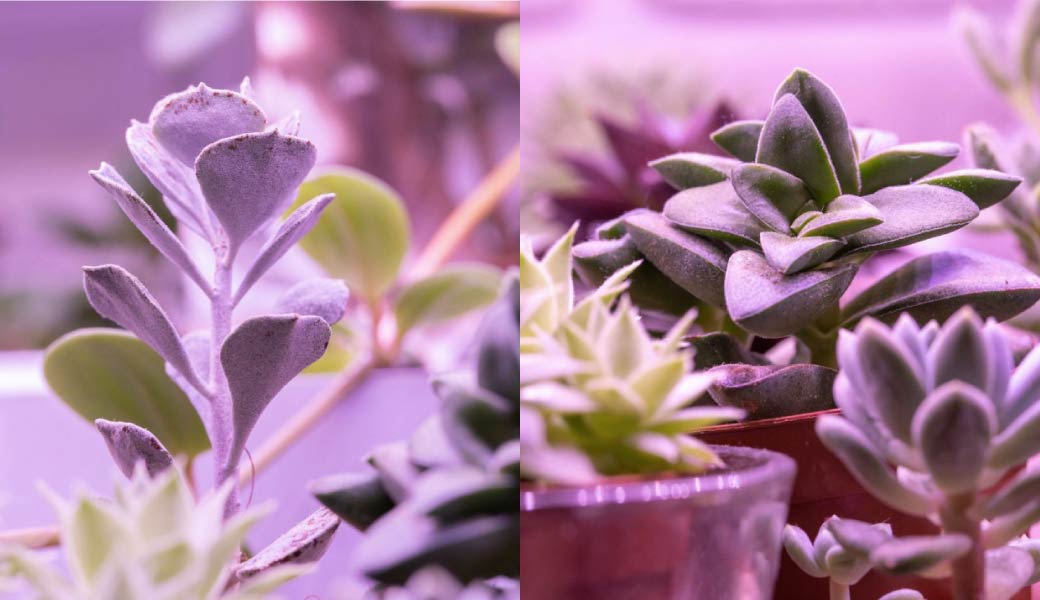 202509-植物燈管_官網圖文-v01_情境圖2