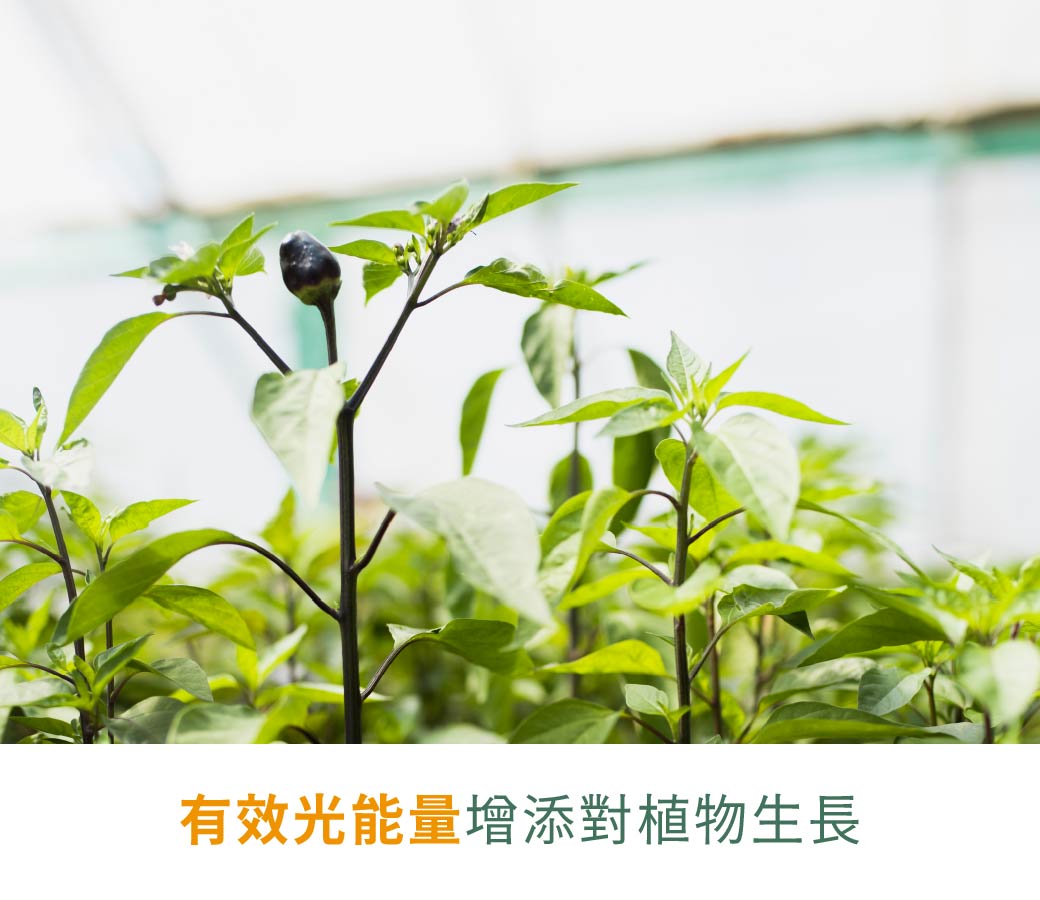 202509-植物燈管_官網圖文-v01_產品介紹4