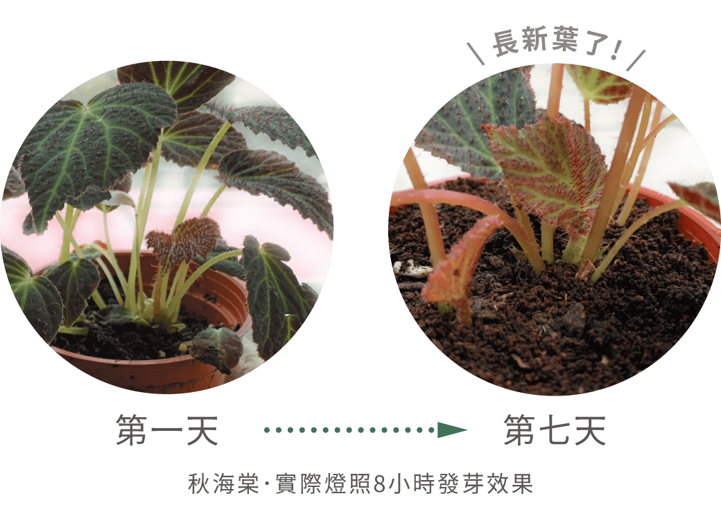 ※植物最適生長環境仍需針對陽光、空氣、水、養分做整體評估